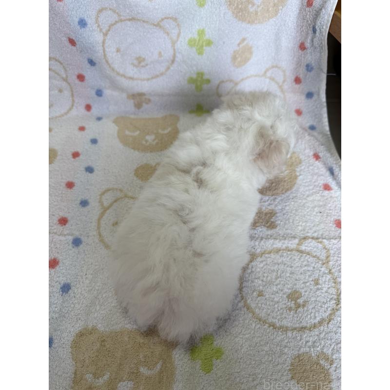 成約済の山形県のビションフリーゼ-416529の5枚目