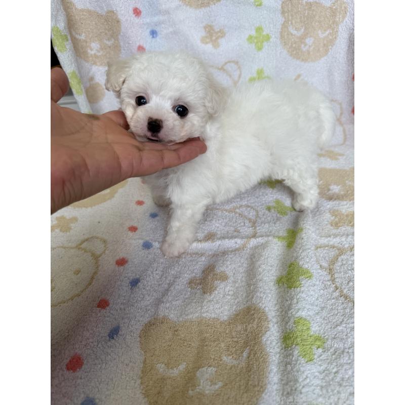 成約済の山形県のビションフリーゼ-416529の4枚目