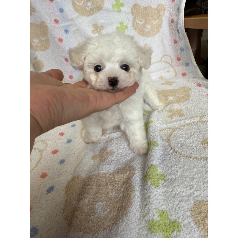 成約済の山形県のビションフリーゼ-416529の3枚目