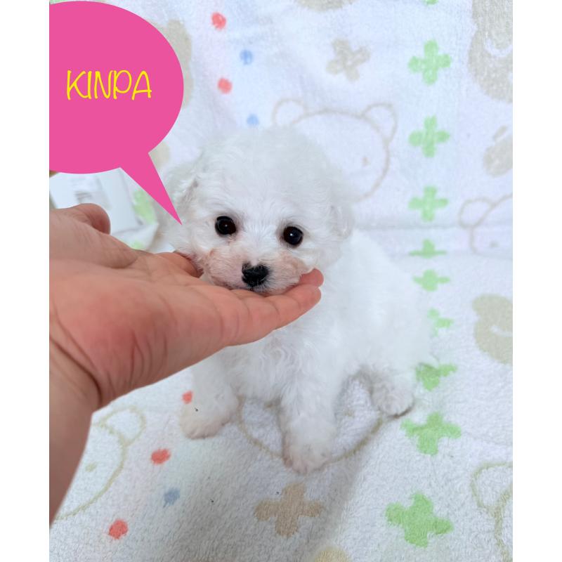 成約済の山形県のビションフリーゼ-416528の6枚目