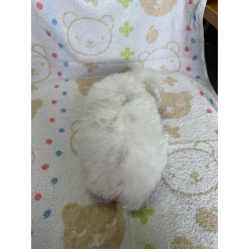 成約済の山形県のビションフリーゼ-416528の5枚目