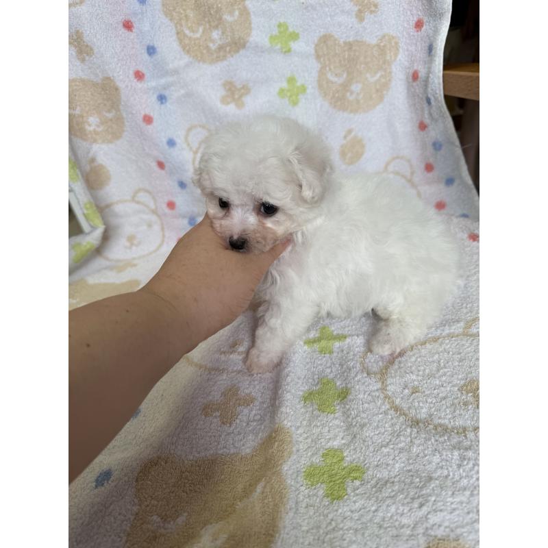 成約済の山形県のビションフリーゼ-416528の4枚目