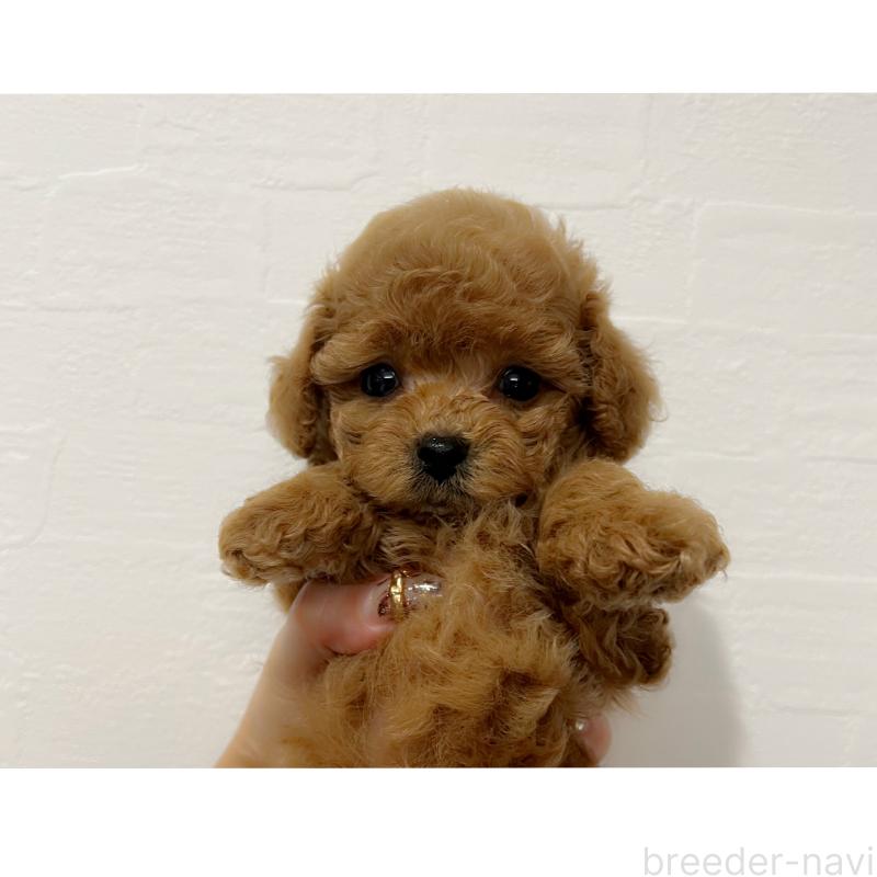 販売中の和歌山県のティーカッププードル-417818の1枚目