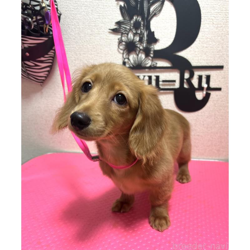 販売中の茨城県のカニンヘンダックスフンド(ロングヘアード)-409768の3枚目
