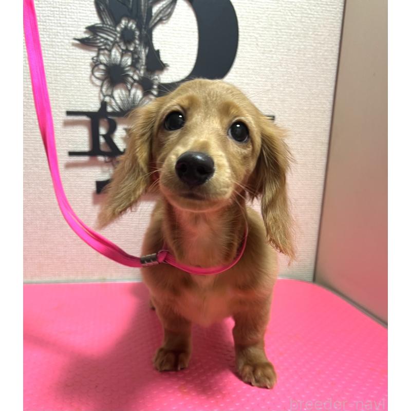 販売中の茨城県のカニンヘンダックスフンド(ロングヘアード)-409768の2枚目