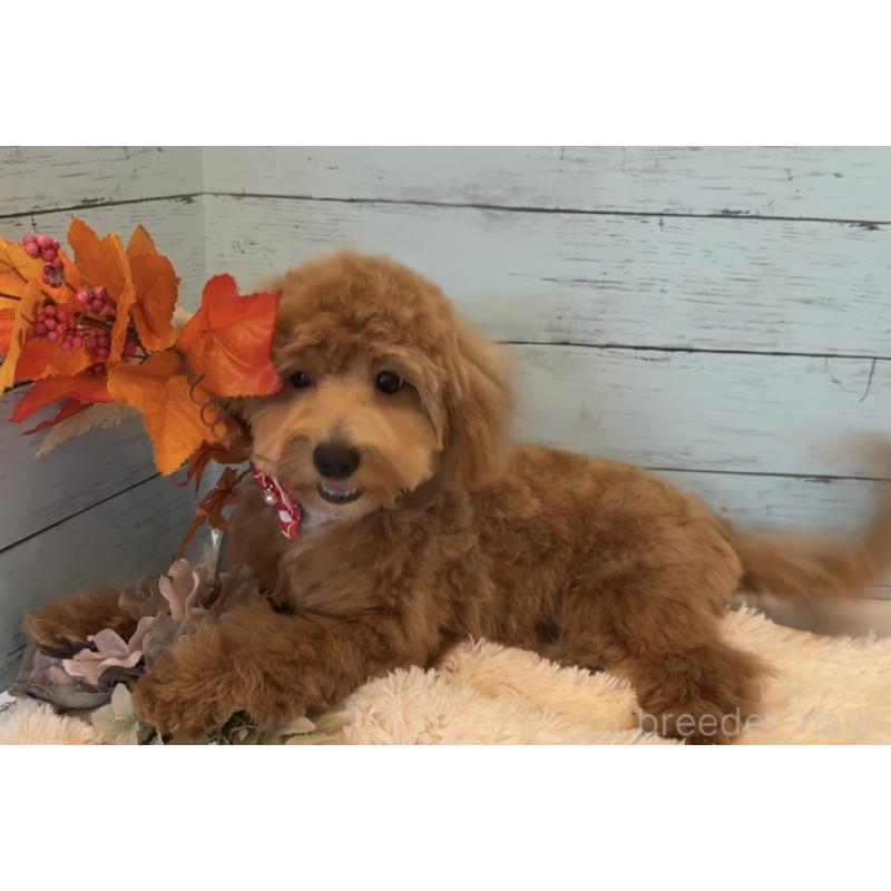 販売中の埼玉県のマルプー:マルチーズ×トイプードル-393318の13枚目