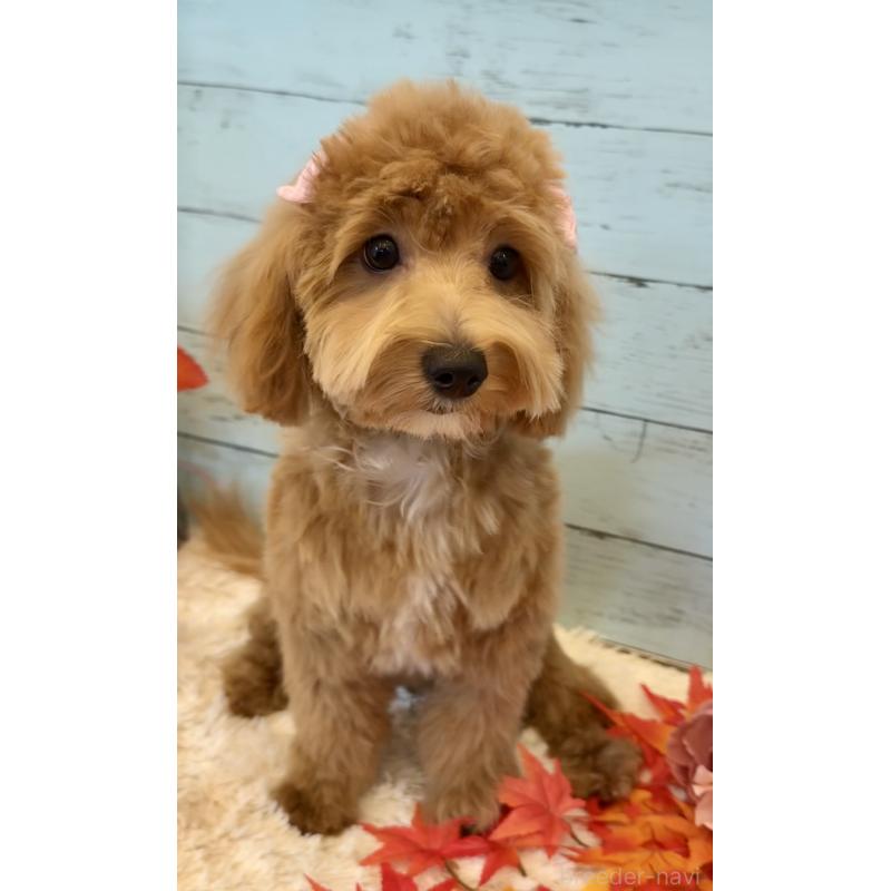 販売中の埼玉県のマルプー:マルチーズ×トイプードル-393318の12枚目