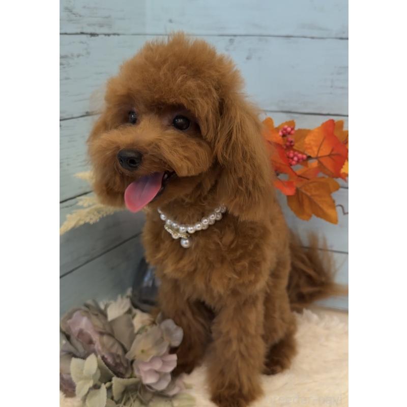 販売中の埼玉県のトイプードル-384291の13枚目