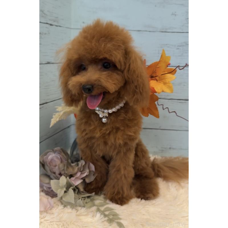 販売中の埼玉県のトイプードル-384291の12枚目