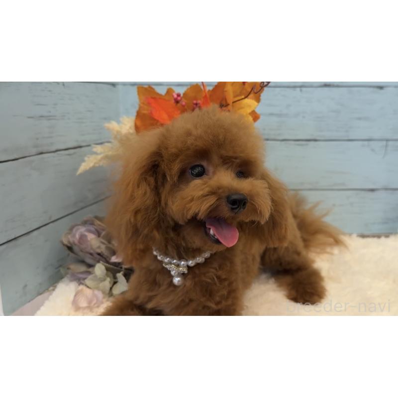 販売中の埼玉県のトイプードル-384291の11枚目