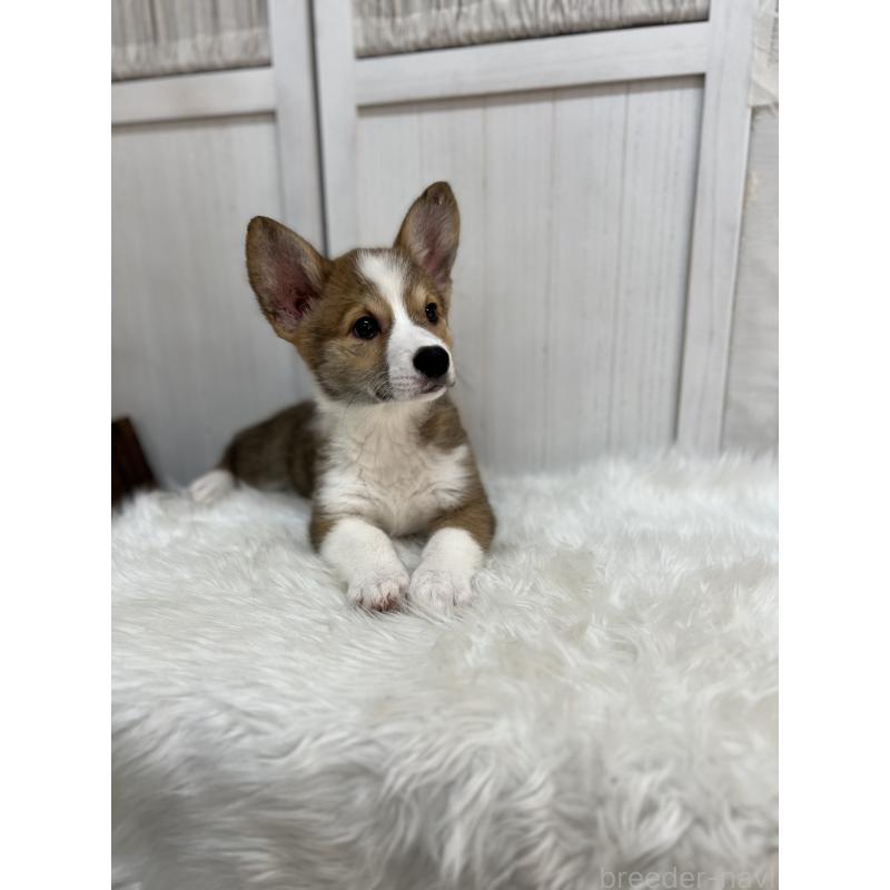 成約済の愛媛県のウェルシュコーギーペンブローク-413131の6枚目