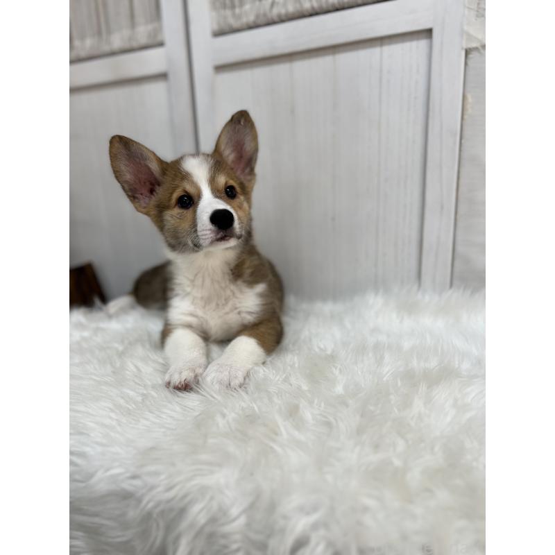 成約済の愛媛県のウェルシュコーギーペンブローク-413131の5枚目