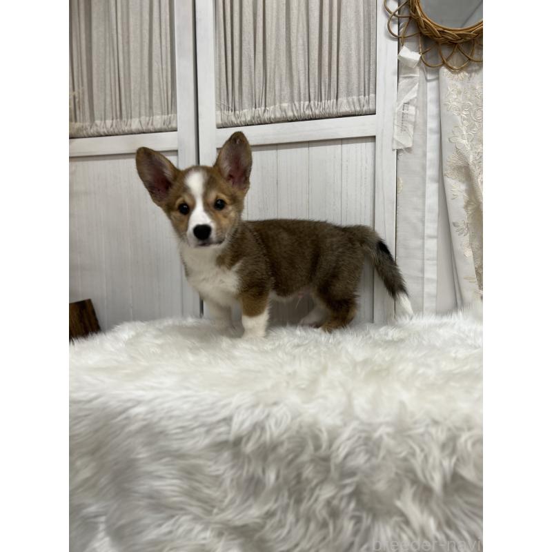 成約済の愛媛県のウェルシュコーギーペンブローク-413131の4枚目