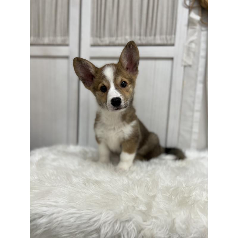 成約済の愛媛県のウェルシュコーギーペンブローク-413131の3枚目