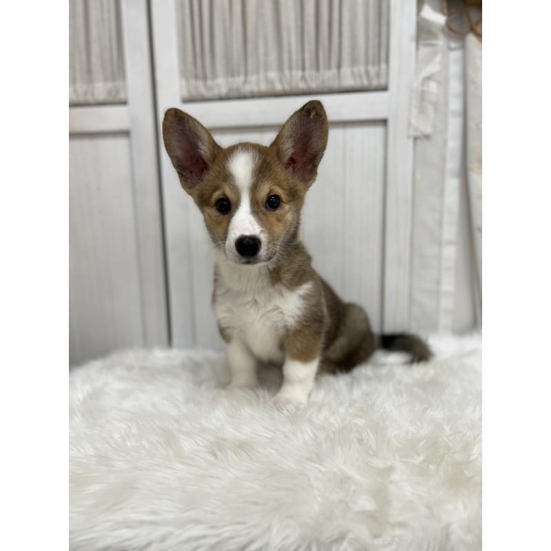 成約済の愛媛県のウェルシュコーギーペンブローク-413131の2枚目