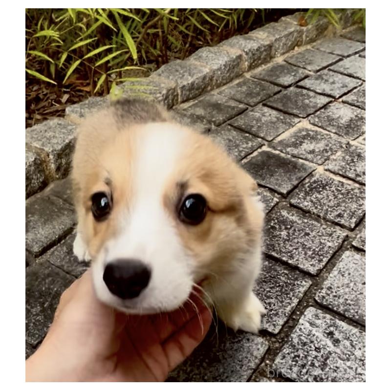 成約済の奈良県のウェルシュコーギーペンブローク-417013の3枚目