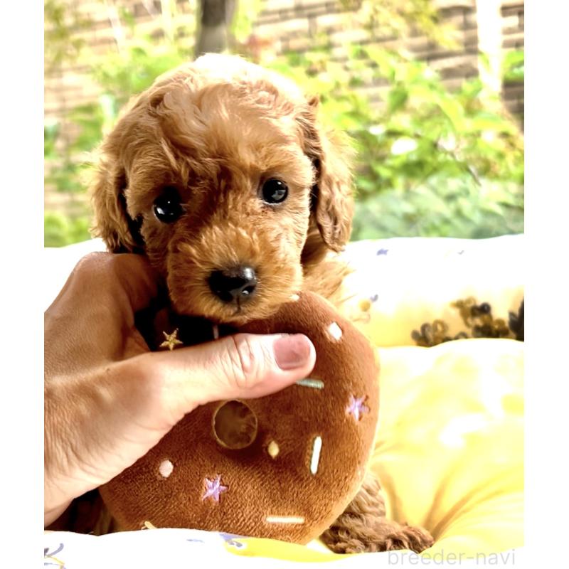 成約済の奈良県のタイニープードル-417027の2枚目