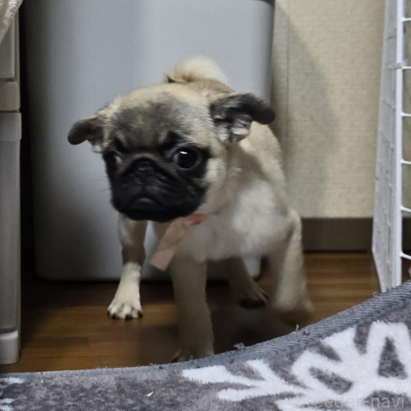 販売中の岡山県のパグ-398042の3枚目