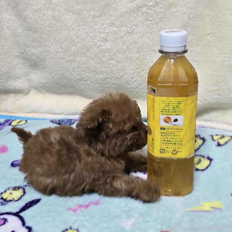 成約済の岡山県のトイプードル-411589の3枚目