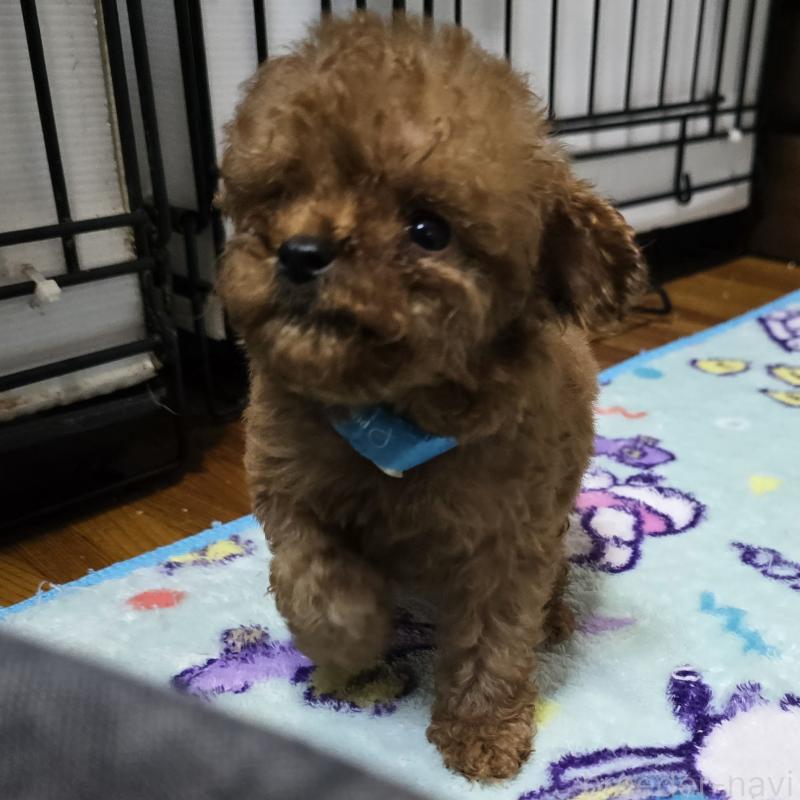 成約済の岡山県のトイプードル-411589の2枚目