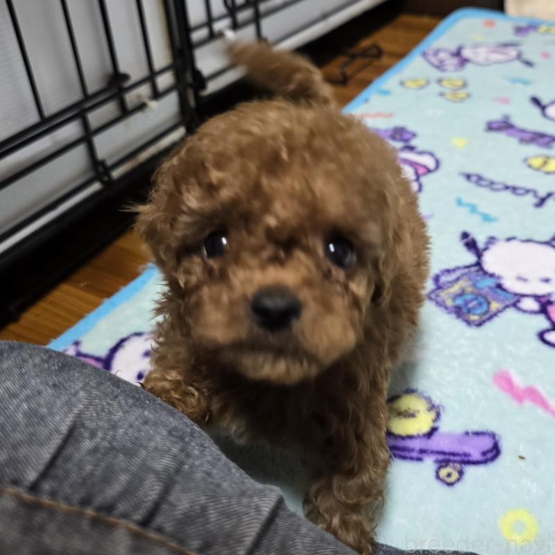 販売中の岡山県のトイプードル-411590