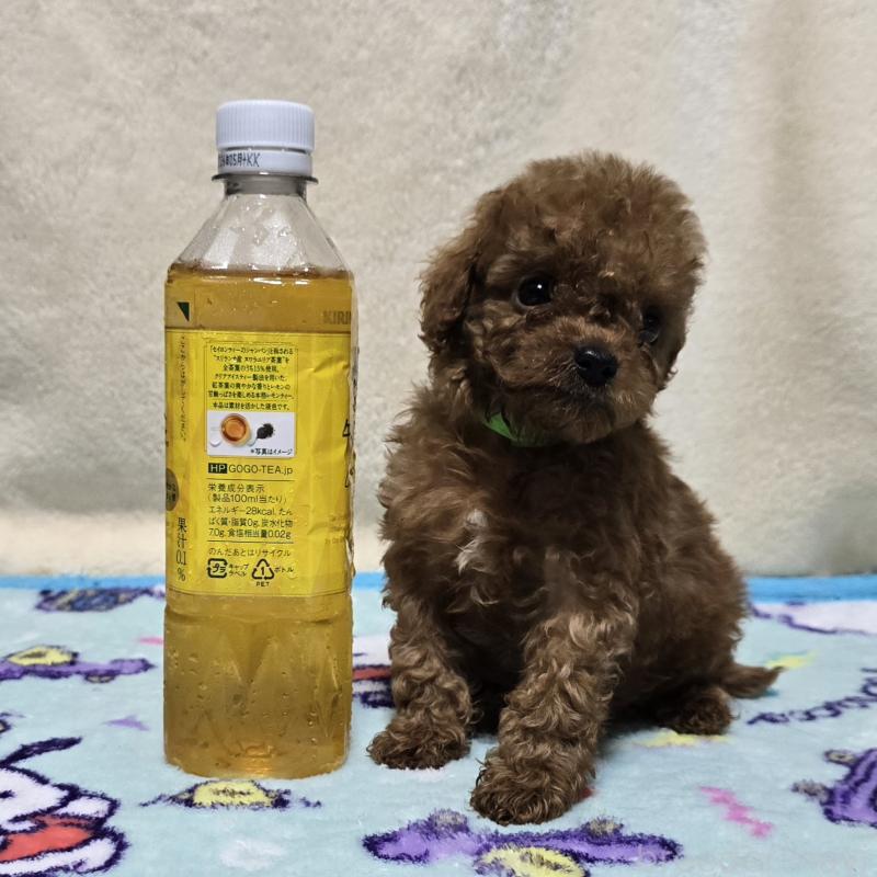 販売中の岡山県のトイプードル-411590の5枚目