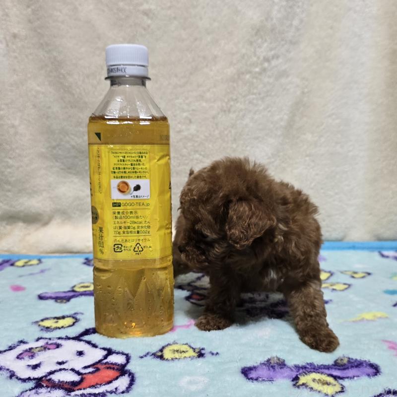 販売中の岡山県のトイプードル-411591の5枚目