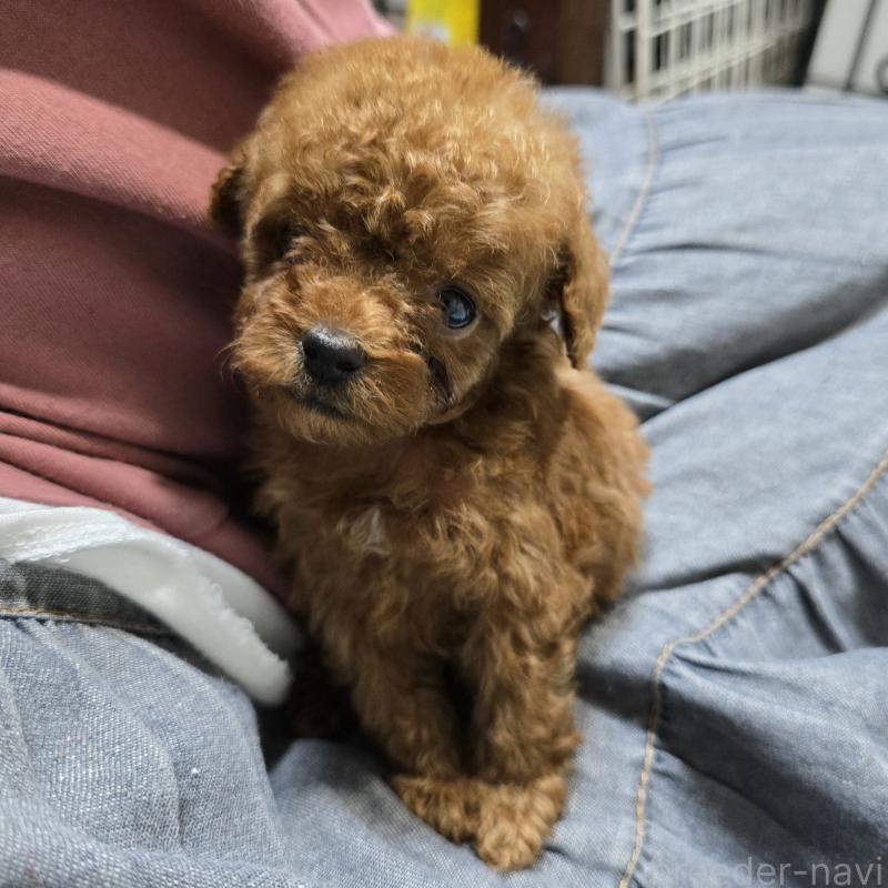 販売中の岡山県のトイプードル-411591の4枚目