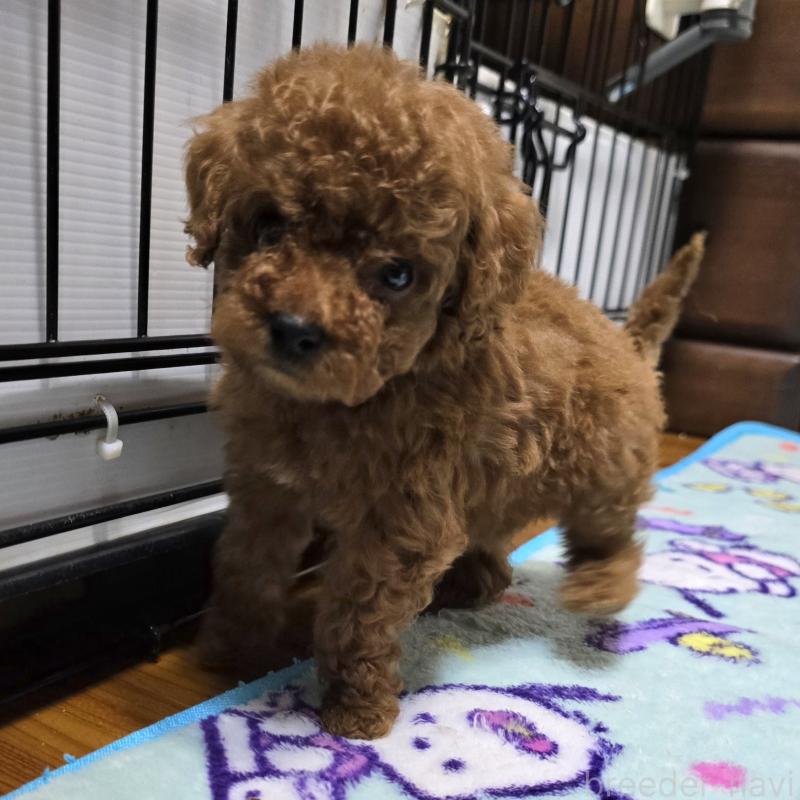 販売中の岡山県のトイプードル-411592の4枚目
