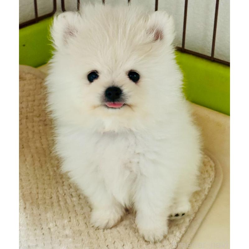 販売中の大分県のポメラニアン-417834の3枚目