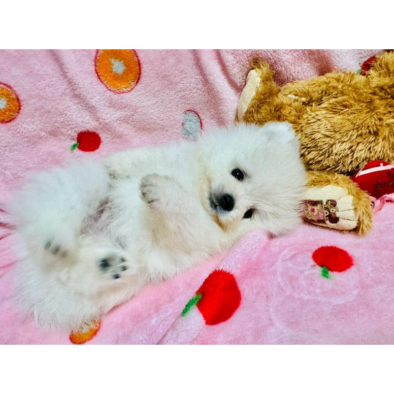販売中の大分県のポメラニアン-417834の2枚目