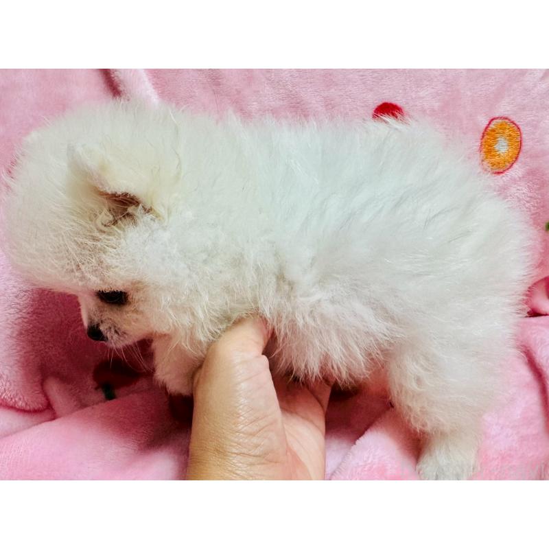 販売中の大分県のポメラニアン-417836の3枚目