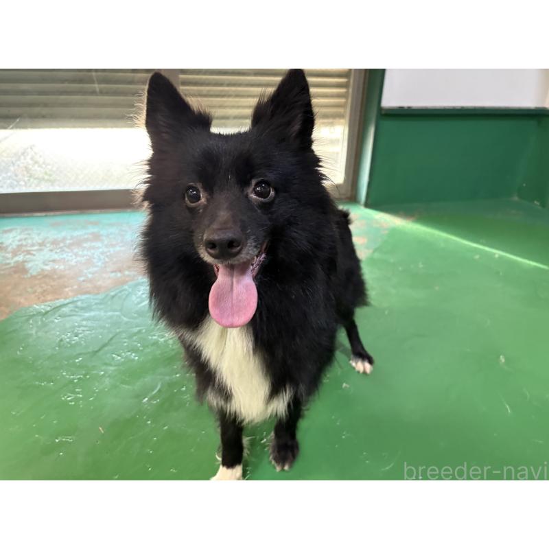 販売中の東京都のミックス犬-417838の5枚目