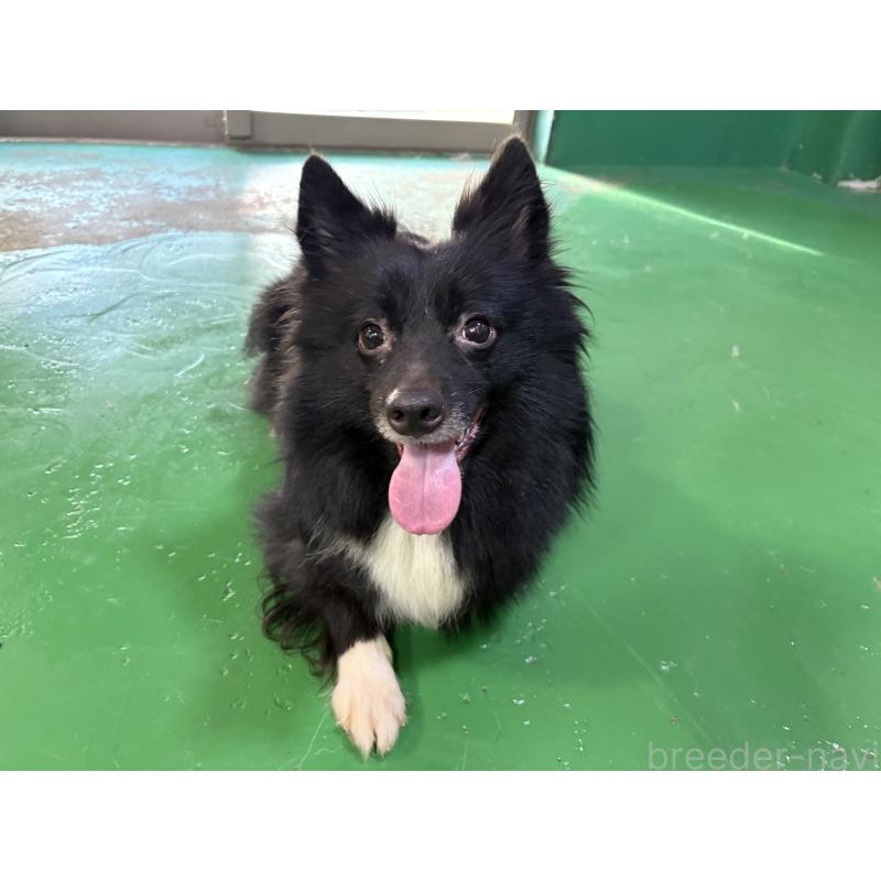 販売中の東京都のミックス犬-417838の4枚目