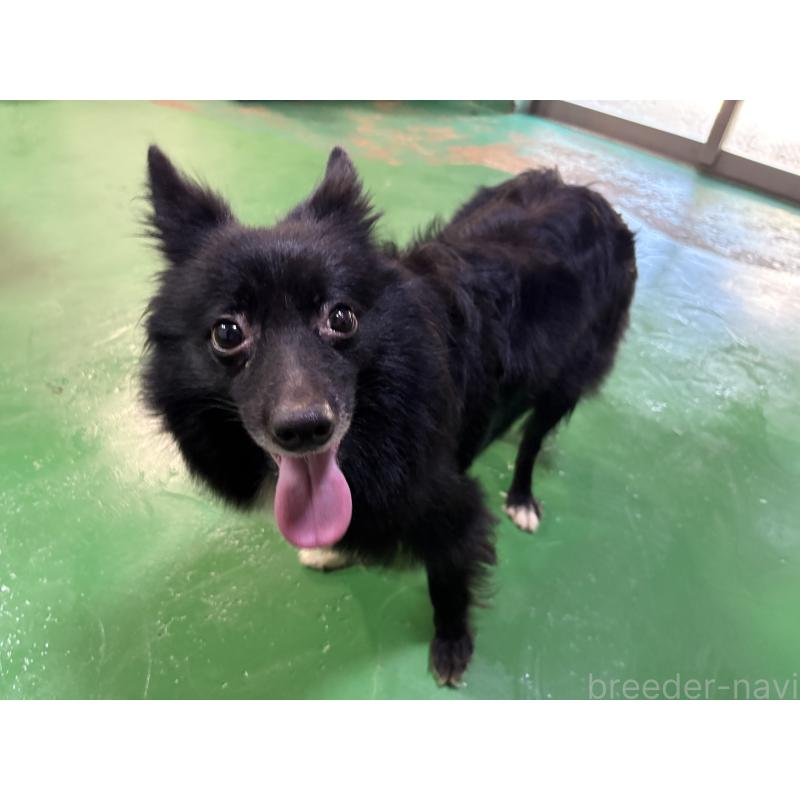 販売中の東京都のミックス犬-417838の3枚目