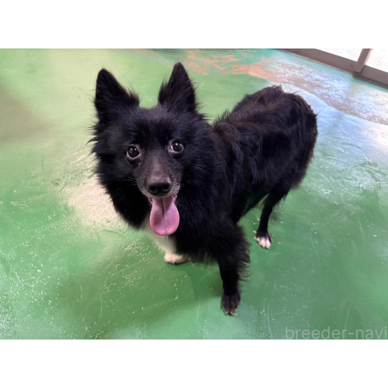 販売中の東京都のミックス犬-417838の2枚目