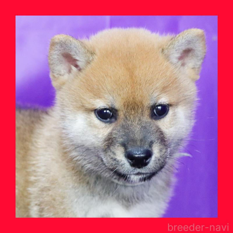 販売中の愛知県の柴犬-412183