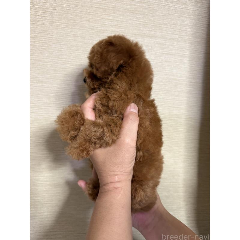 成約済の福岡県のタイニープードル-413686の2枚目