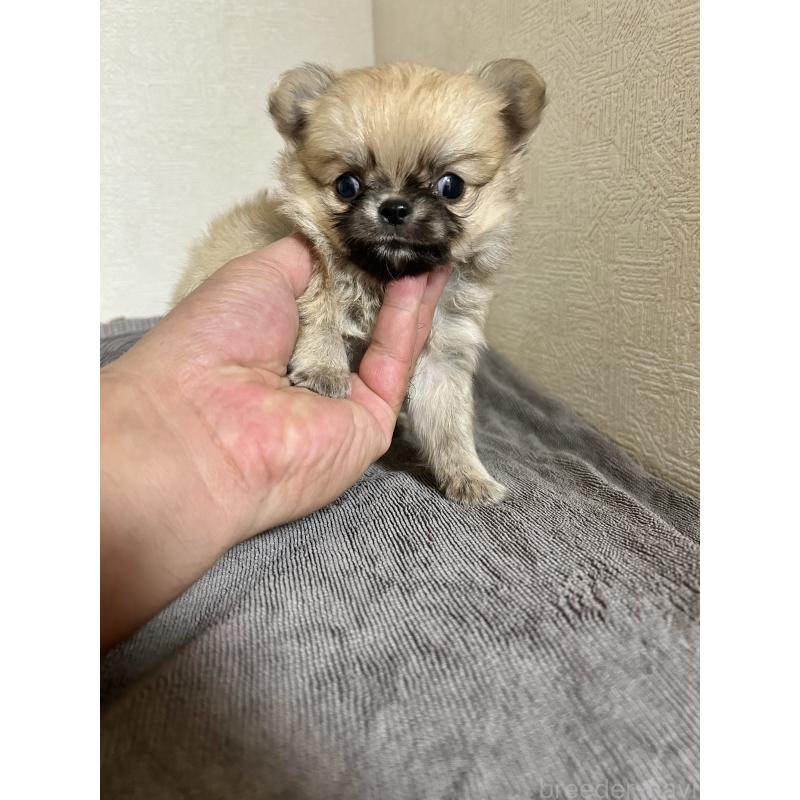 販売中の埼玉県のポメチワ:ポメラニアン×チワワ-417695の1枚目