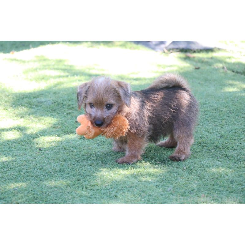商談中の宮崎県のノーフォークテリア-407181の6枚目