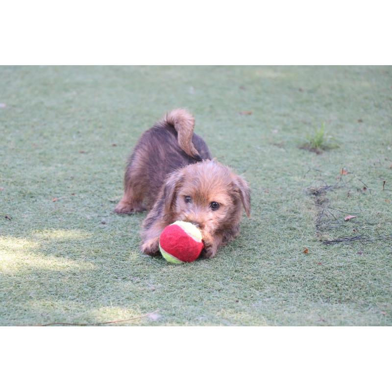商談中の宮崎県のノーフォークテリア-407181の5枚目