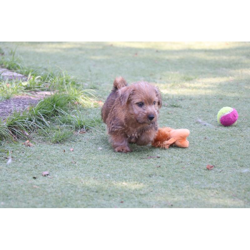 商談中の宮崎県のノーフォークテリア-407181の4枚目