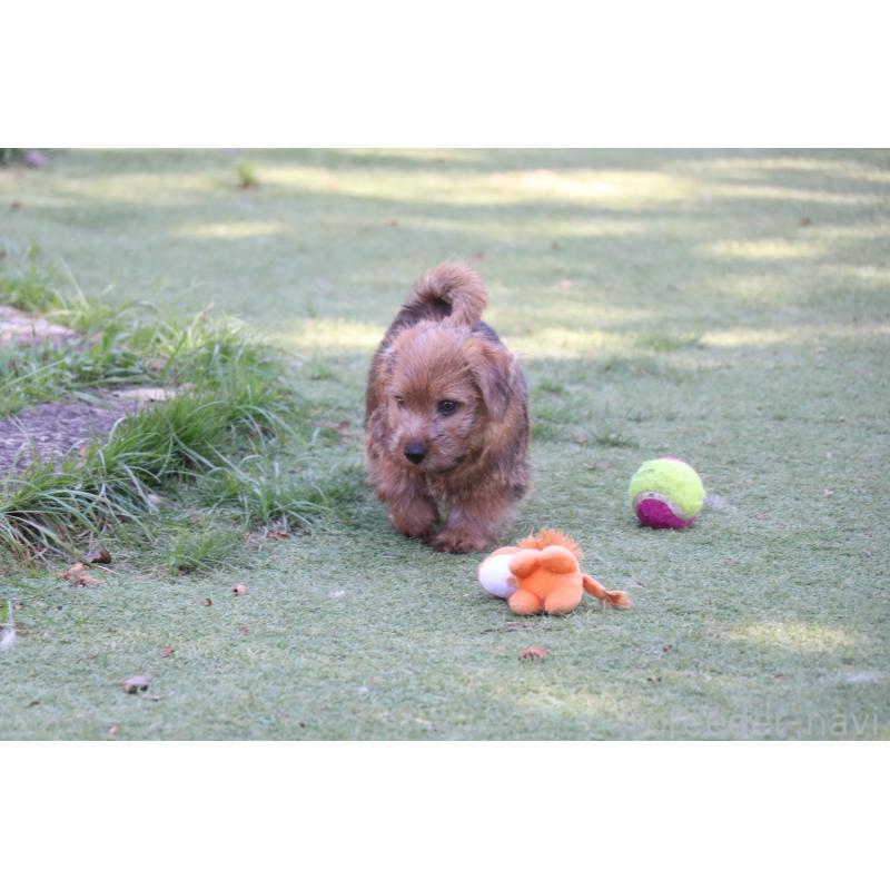 商談中の宮崎県のノーフォークテリア-407181の3枚目