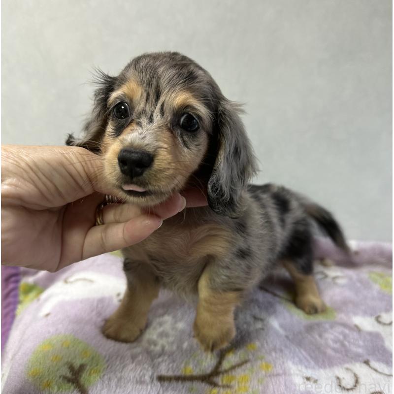 成約済の宮崎県のミニチュアダックスフンド(ロングヘアード)-416450の6枚目