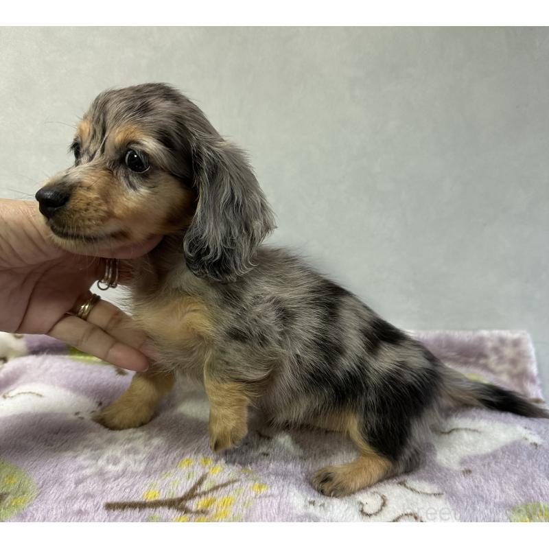 成約済の宮崎県のミニチュアダックスフンド(ロングヘアード)-416450の5枚目