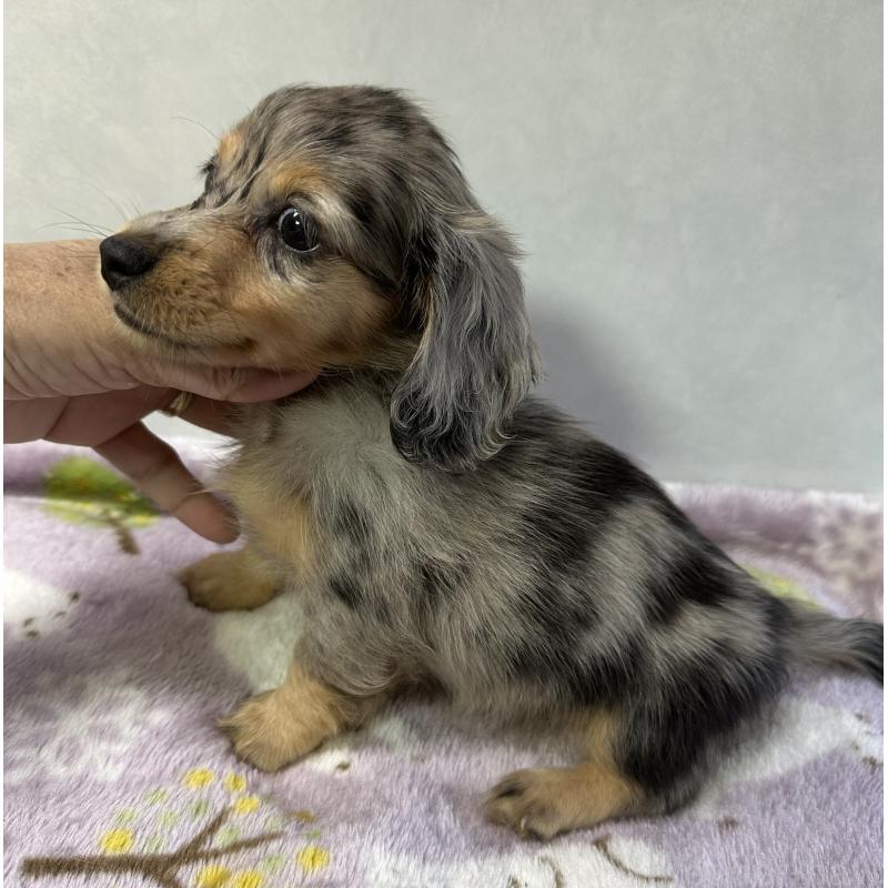 成約済の宮崎県のミニチュアダックスフンド(ロングヘアード)-416450の4枚目