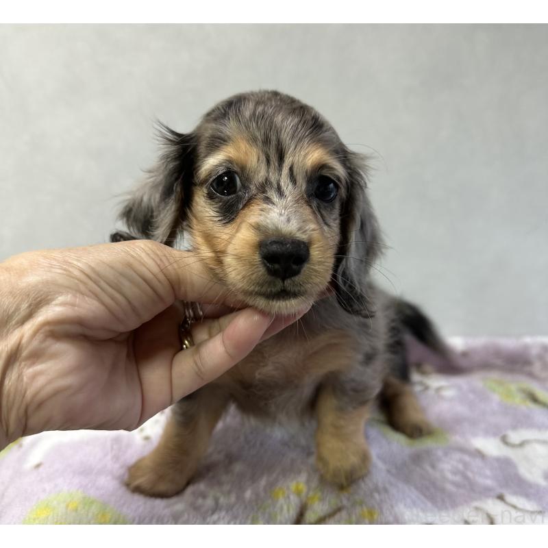 成約済の宮崎県のミニチュアダックスフンド(ロングヘアード)-416450の3枚目