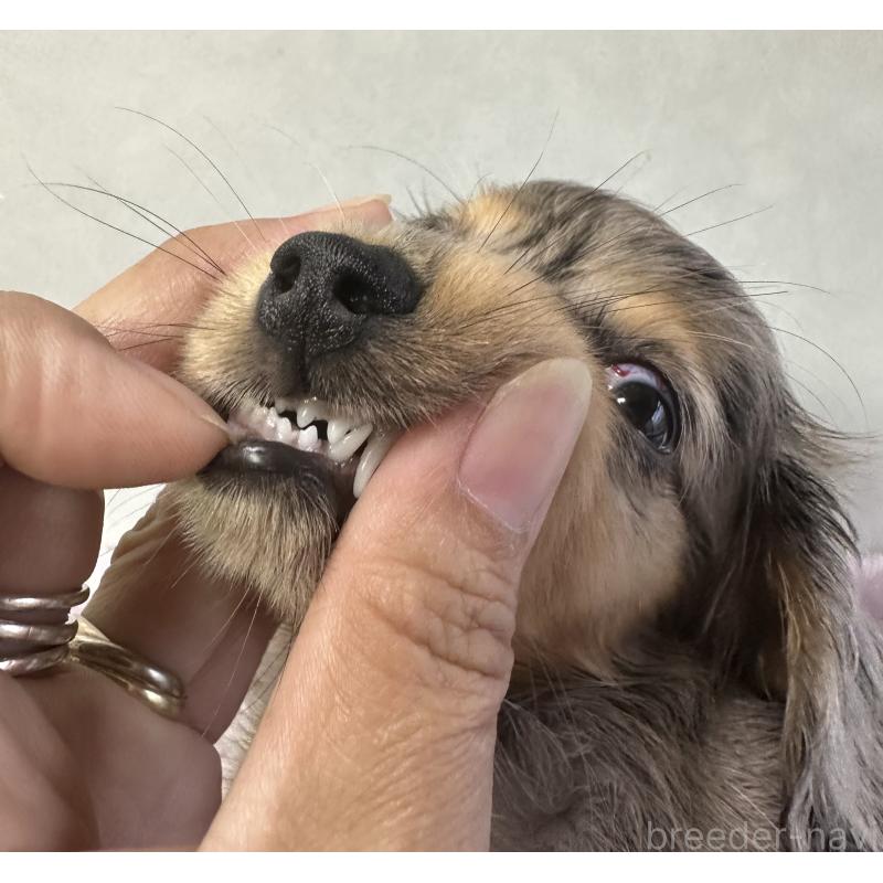 成約済の宮崎県のミニチュアダックスフンド(ロングヘアード)-416450の2枚目