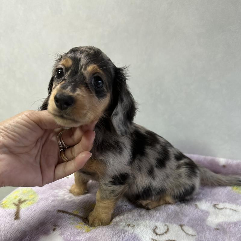 成約済の宮崎県のミニチュアダックスフンド(ロングヘアード)-416451の1枚目