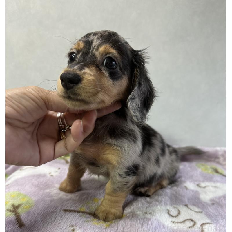 成約済の宮崎県のミニチュアダックスフンド(ロングヘアード)-416451の5枚目